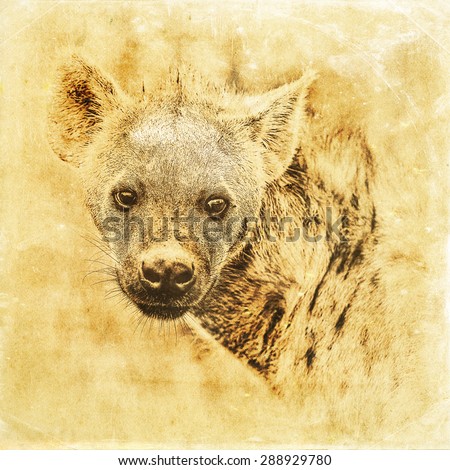 Vintage style image of a spotted hyena in Kruger National Park, South Africa