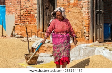 BUNGAMATI, NEPAL - NOV 4: Unidentified woman working with crops on Nov 4, 2013 in Bungamati, Nepal. In Nepal agriculture is the main source of food, income, and employment for the majority.