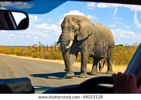 Gigantic male african elephant crossing the road in front of a safari car in Kruger National Park, South Africa