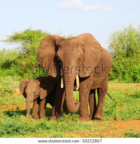 An African elephant mom walking together with her cute little baby in the bushland of the Lake Manyara National Park in Tanzania