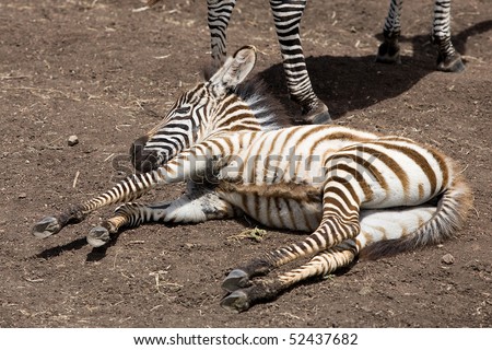 Zebra foal laying on the ground in the Ngorongoro Crater, Tanzania