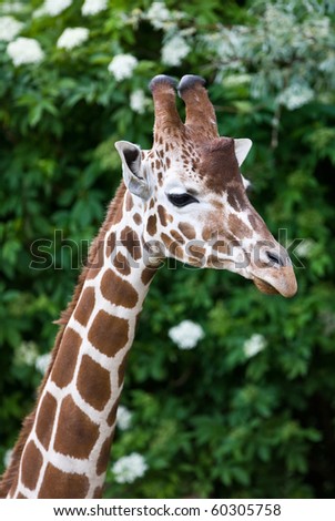 Portrait of a beautiful Giraffe