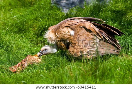 European griffon vulture (Gyps fulvus fulvus) eating meat