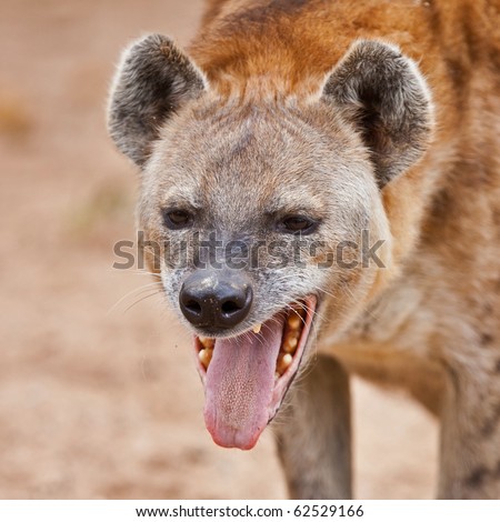 Spotted hyena portrait