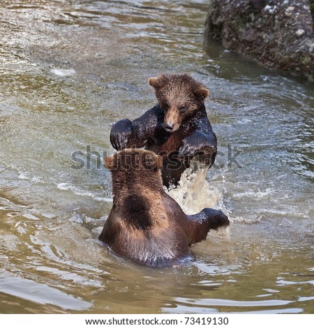 Young Brown Bears (Ursus arctos) fighting in the water