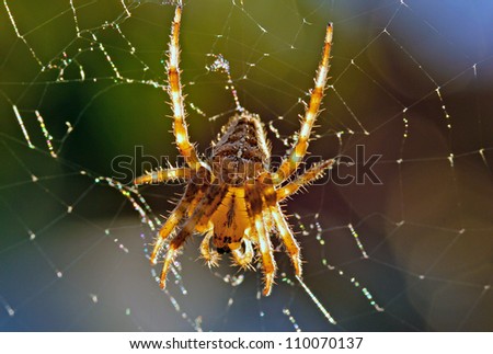 European Garden Spider on her spider web