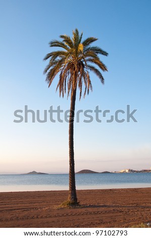 isolated picture of a palm tree located in Playa Paraiso in La Manga del Mar Menor (Murcia)