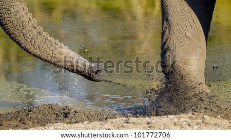 A bull African Elephant throws fresh mud on his foot to keep pestering insects at bay. South Africa