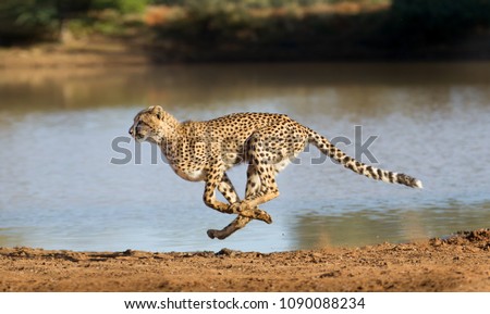 Cheetah running at full speed in South Africa (Acinonyx jubatus) Foto d'archivio © 