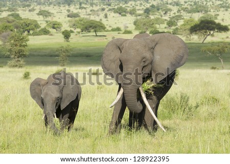 Female African Elephant with long tusk (Loxodonta africana) with a baby in Tarangire National Park, Tanzania