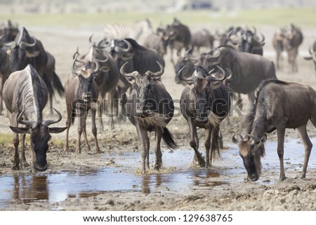 White Bearded Wildebeest on the great migration drinking water from a stream in the Ndutu area of the Ngorongoro Conservation area in Tanzania. (Connochaetes taurinus mearnsi)