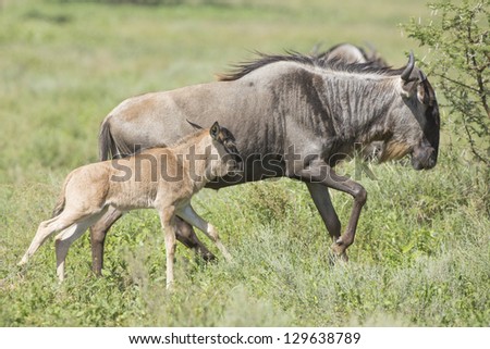 White Bearded Wildebeest running on the great migration in the Ndutu area of the Ngorongoro Conservation area in Tanzania. (Connochaetes taurinus mearnsi)