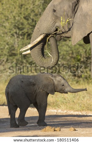 Elephant mother and baby South Africa