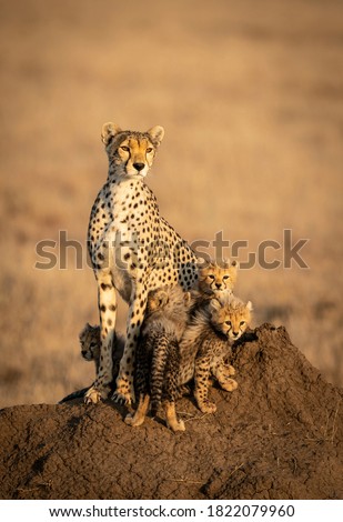 Vertical portrait of a female cheetah and her four small baby cheetahs sitting on a big termite mound in Serengeti in Tanzania Foto d'archivio © 