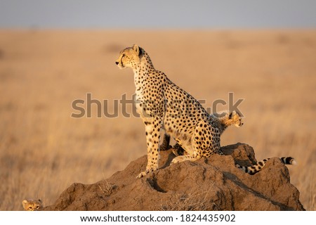 Cheetah mother and baby cheetahs sitting on a termite mound in golden afternoon light looking alert in Serengeti Tanzania Foto d'archivio © 
