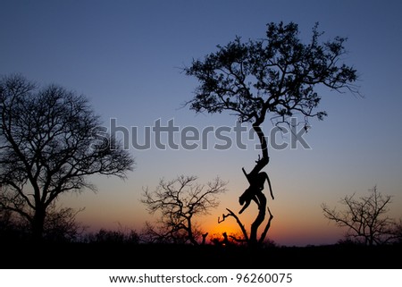 African Leopard (Panthera pardus) climbing down a tree at sunrise, South Africa