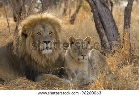 Male Lion and cub (Panthera leo), South Africa