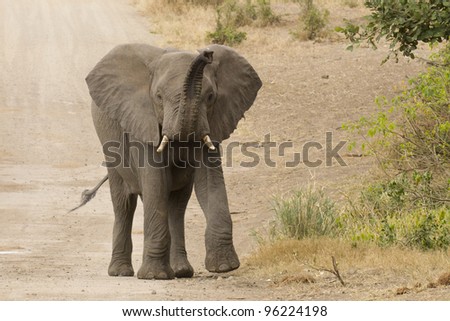 African Elephant (Loxodonta africana) using its trunk to smell, Kruger Park, South Africa