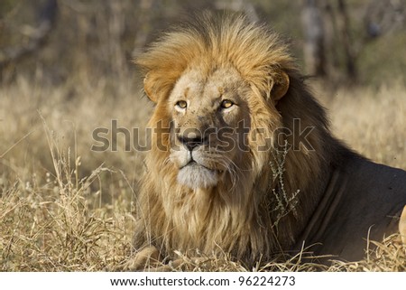 Male African Lion (Panthera leo), South Africa
