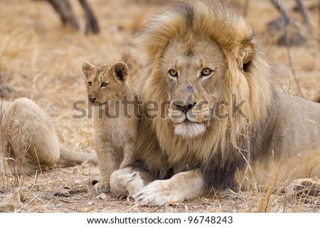 Male African Lion (Panthera leo) and cub, South Africa