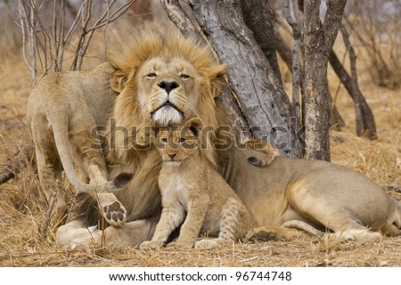Male African Lion (Panthera leo) with cub, South Africa