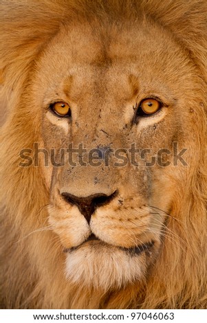 Male African Lion (Panthera leo) portrait, South Africa