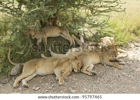 Pride of African Lions (Panthera leo) asleep under a tree in Tanzania\'s Serengeti National Park