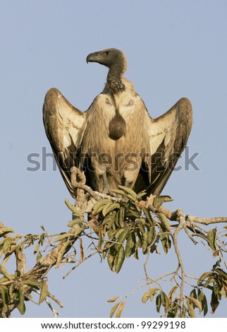 White Backed Vulture (Gyps africanus) resting with a full crop, South Africa