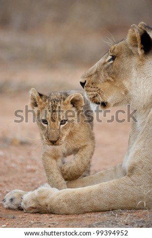 Lioness and cub, (Panthera leo), South Africa