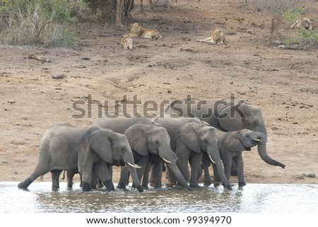 Herd of African Elephant (Loxodonta africana) drinking water with lions, South Africa