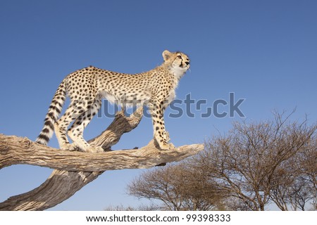 Cheetah cub (Acinonyx jubatus) on a dead tree with blue sky background, wide angle, South Africa