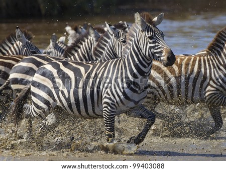 Plains Zebra running through water (Equus quagga) in Tanzania\'s Serengeti National Park