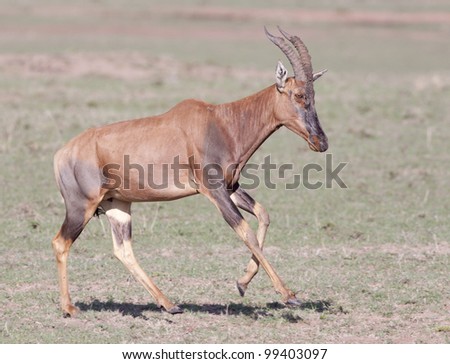 Topi Antelope running (Damaliscus lunatus), Masai Mara, Kenya