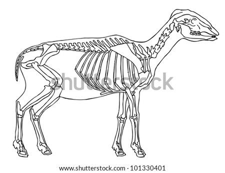 Drawing Of Sheep Skeleton Stock Vector Illustration 101330401 ...
