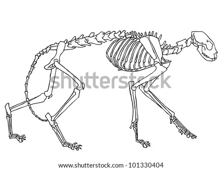 Original Black And White Drawing Of Cat Skeleton Stock Vector ...