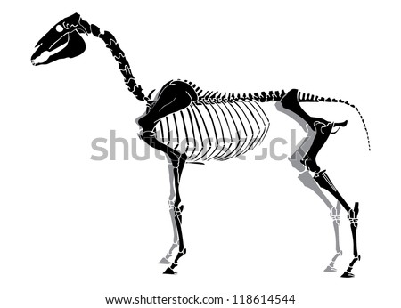 Horse Skeleton Stock Vector Illustration 118614544 : Shutterstock