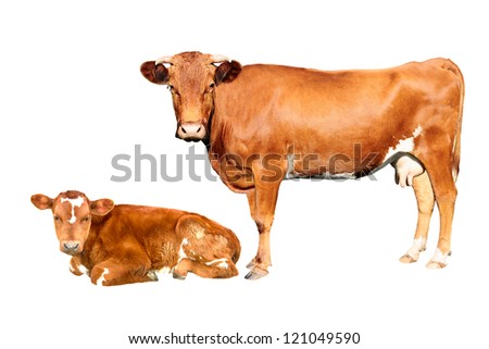 Brown Cow And Calf Isolated On White Background Stock Photo 121049590 ...