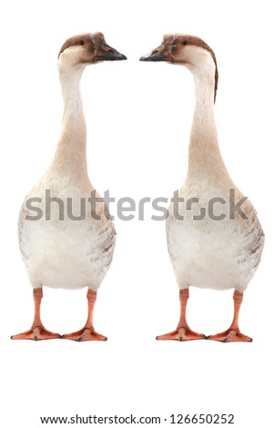 two goose on a white background