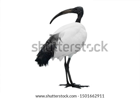 pics African Sacred Ibis (African Plegadis Falcinellus) shutterstock puzzlepix