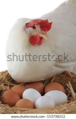 hen white background sitting on a nest