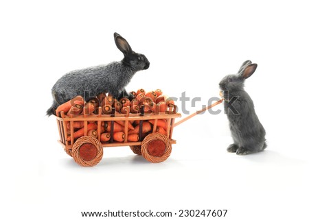 one gray rabbits vnut carrots