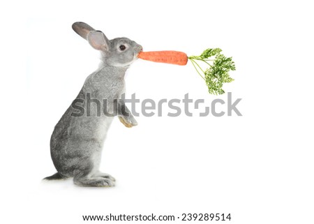 grey rabbit and carrots  on a white background