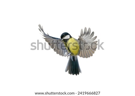 Similar – Image, Stock Photo great tit on a branch in the forest