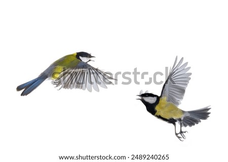 Similar – Image, Stock Photo blue tit on a branch near the bird feeder