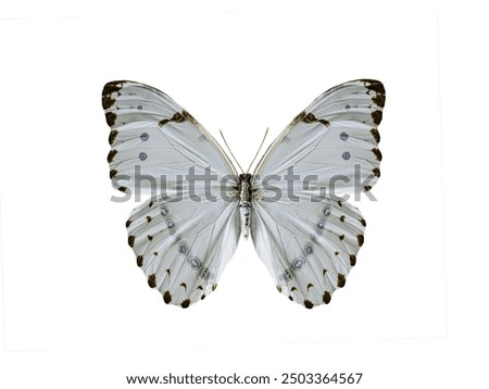 Similar – Foto Bild Eleganter weißer Schmetterling und gelbe Wildblumen auf der Herbstwiese am Abend gegen den dunklen Himmel. Der Schmetterling trinkt Nektar aus einer Blume. Pieris brassicae oder Kohlweißer oder großer weißer Schmetterling.