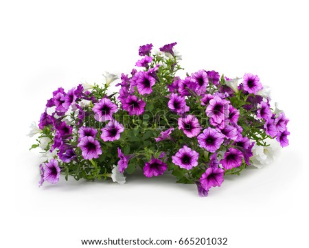 Similar – Image, Stock Photo flowering petunias