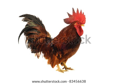 Thoroughbred Brown Cock On A White Background Stock Photo 83456638 ...