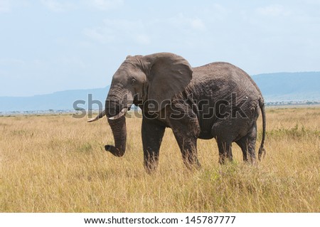 side view of an elephant standing in the grass