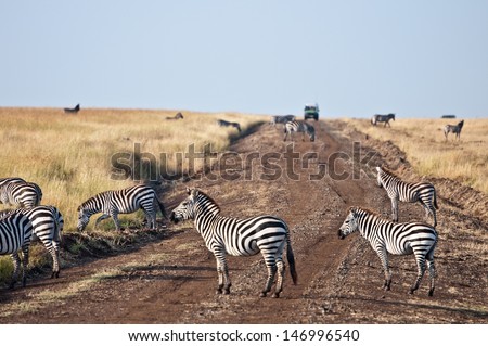 safari car is nearing the grazing zebras  - national park masai mara in kenya