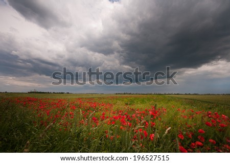 red poppy field on a gloomy day